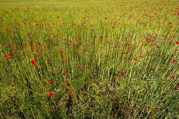 Mais papaver bloesems van de-nue-pic