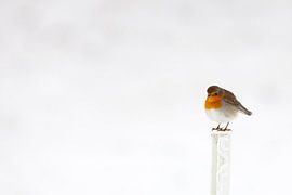 Robin dans la neige en hiver sur Bas Meelker