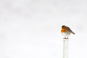 Robin im Schnee im Winter