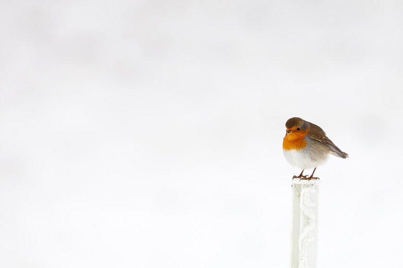 Robin dans la neige en hiver par Bas Meelker