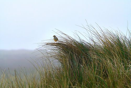 Lerche im Dünengras