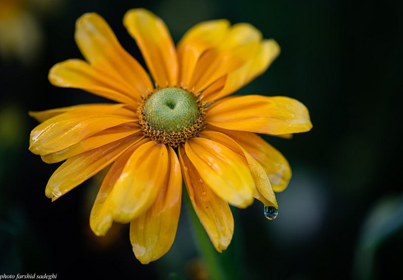 Fleurs par farshid sadeghi