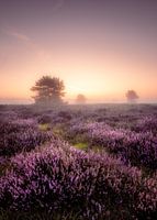 Flowering heather on the Speulderhei