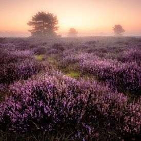 Bruyère fleurie sur le Speulderhei sur Rob Sprenger