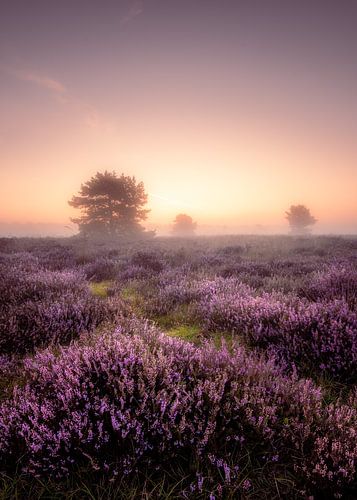 Bruyère fleurie sur le Speulderhei