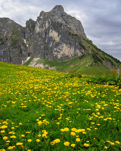 Aggenstein boven een bloeiende alpenweide bij Pfronten