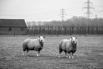 Black-and-white photo two sheep in meadow by Jack Tummers