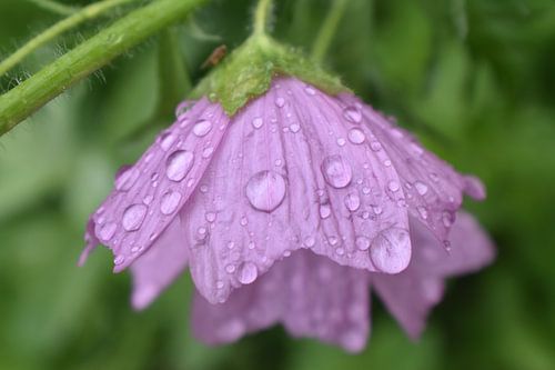 Een wilde paarse bloem in de tuin