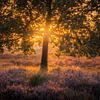 Ochtendgloed op de Heide van Zwoele Plaatjes