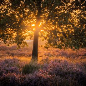 Ochtendgloed op de Heide van Zwoele Plaatjes