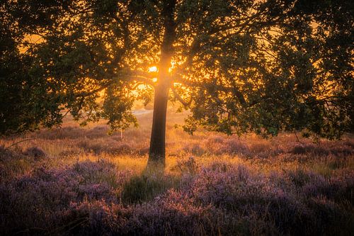 Ochtendgloed op de Heide van Zwoele Plaatjes