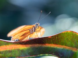 Gele vlinder tegen donkerblauwe achtergrond by Mariëtte Plat
