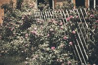 old countrygarden