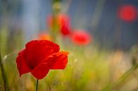 Rood alone van peterheinspictures thumbnail