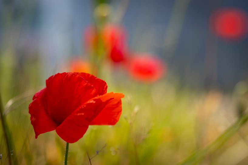 Rood alone van peterheinspictures