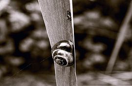 Natur von richard admiraal