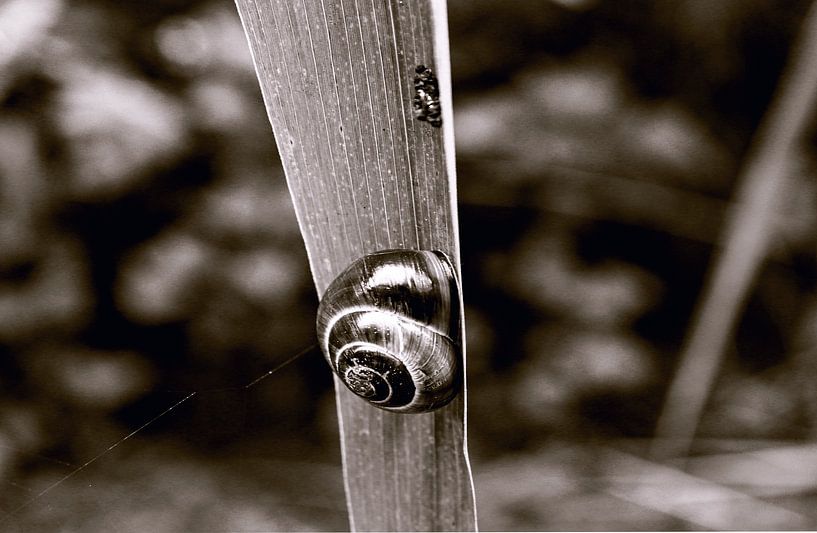 nature by richard admiraal