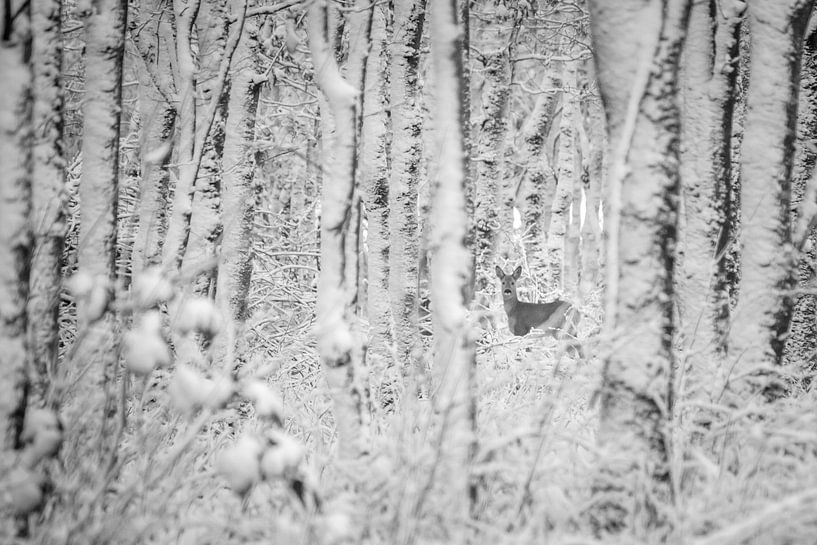 Deer in a winter forest (blackandwhite) by Martzen Fotografie