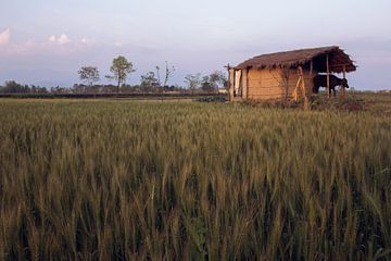 The nature of Nepal van Froukje Wilming