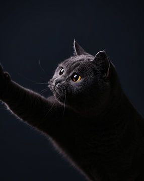 Kunstporträt Britisch-Kurzhaar-Katze von Yvonne van de Kop