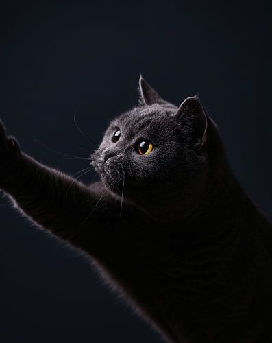 Kunstporträt Britisch-Kurzhaar-Katze