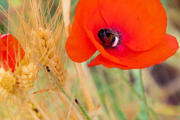 Poppy with bee by Greet Thijs