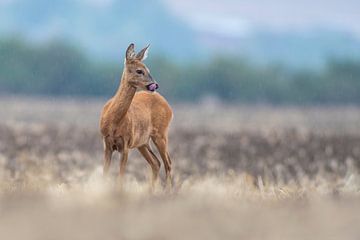 female deer standing on a field during rain by Mario Plechaty Photography