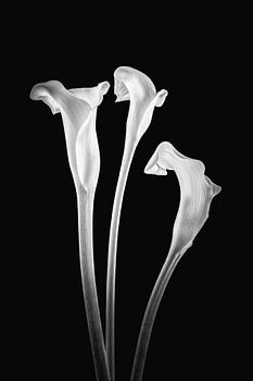 Callas 3 in schwarz und weiß