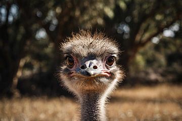 Curious ostrich close-up by Art & Soul Creations