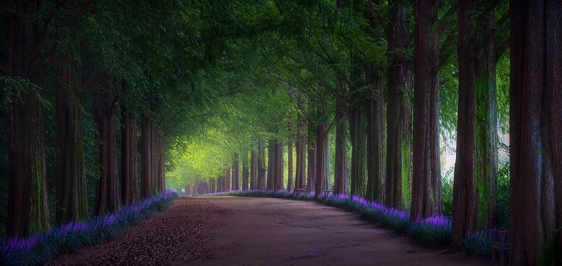 Summer Road by Tiger Seo