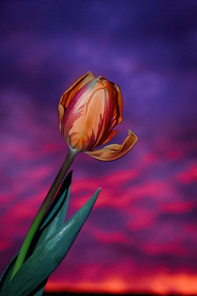 Tulip in the evening by Dagmar Gelmers