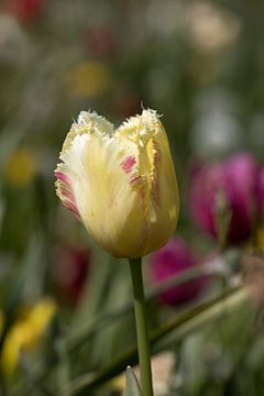 une tulipe ornementale jaune dans un jardin de fleurs sur W J Kok