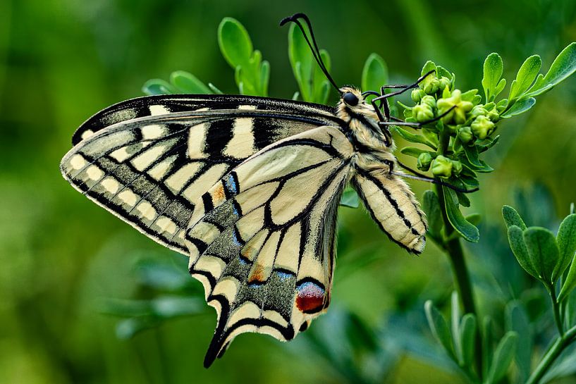 Swallowtail on flower. by Huub de Bresser