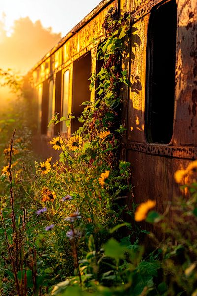 Abandoned train in the sunlight - Nature by Poster Art Shop