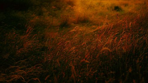 Goldenes Glühen von IlseKoole