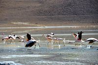 Bolivia - Flamingos on the Salar de Uyuni