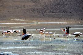 Bolivia - Flamingo's op de Salar de Uyuni