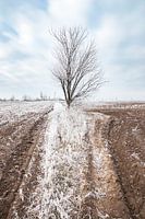 Winter field
