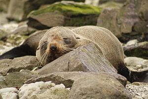 Slapende zeehond van Inge Teunissen