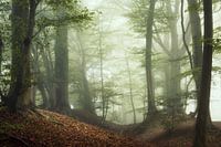 Dawn of Autumn.