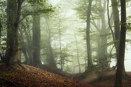 L'aube de l'automne. sur Inge Bovens