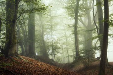 Dawn of Autumn. by Inge Bovens
