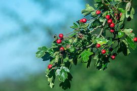 En route dans la forêt