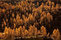 larches in autumn