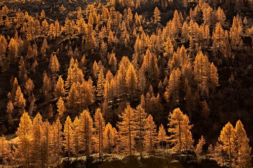 lariksen in de herfst