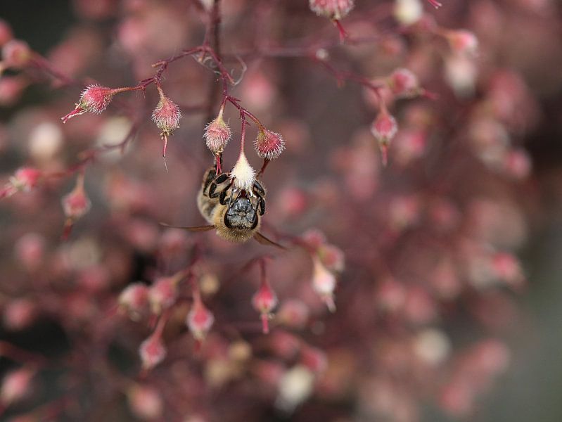 hanging around by SallysMacroworld