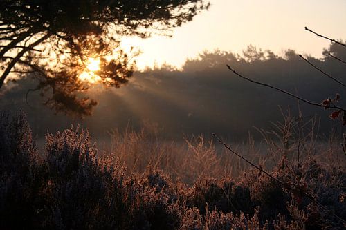 Zonlicht door de takken, zonnestralen
