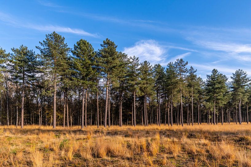 Der Kiefernwald in der Kampina. von Els Oomis
