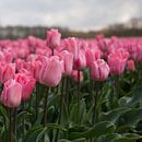 Roze tulpenpracht von Monique Hassink Miniaturansicht