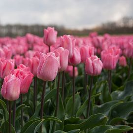 Roze tulpenpracht